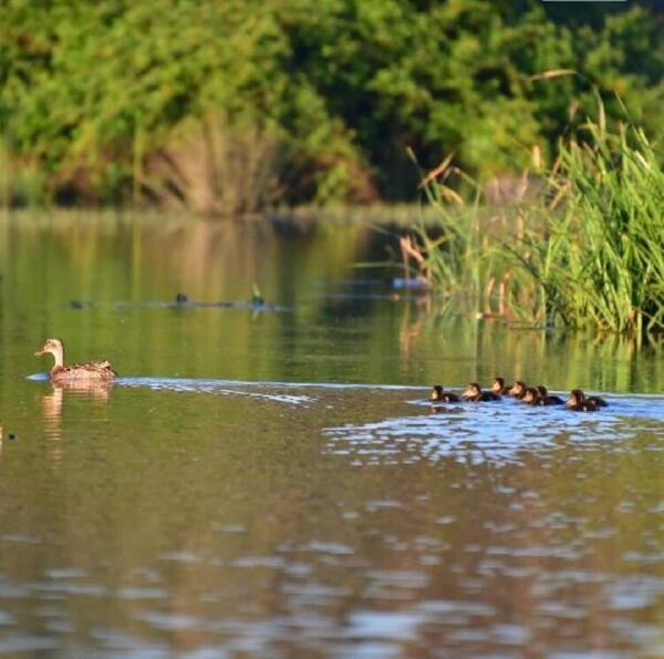 Riva'da göçmen kuşların konakladığı gölet kurudu: 'İnşaatlar su yollarını kesti' - Sputnik Türkiye