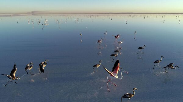 Bakan Kurum, “Tuz Gölü’ne önce tankerlerle su taşıdık, flamingolara can suyu verdik” dedi. - Sputnik Türkiye