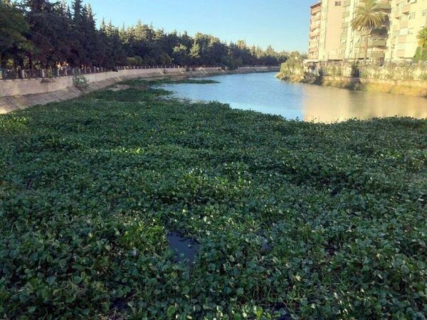 Asi Nehri'nde su sümbülü istilası - Sputnik Türkiye