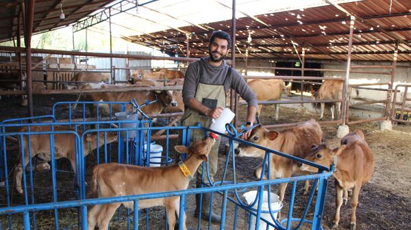 Amasya’da Taha Karan adlı genç, işletme fakültesinden mezun olduktan sonra köyüne dönüp ailesinin desteğiyle 4 süt ineği satın aldı. Dedesinden kalma yaklaşık 60 yıllık ahırı modernize eden Karan, geliriyle çiftliğindeki hayvan sayısını 2 yıl içinde 50’ye kadar yükseltti. - Sputnik Türkiye