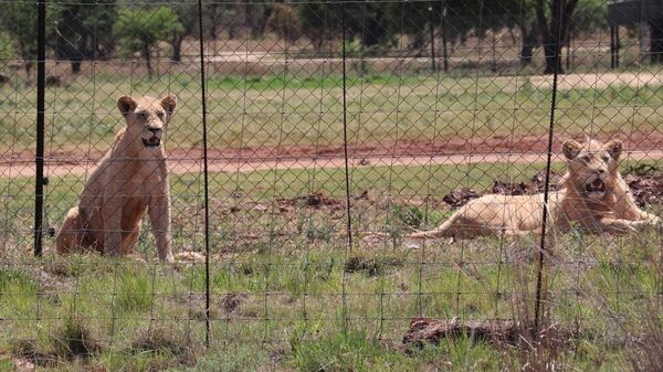 Vahşi doğadan çelik teller arkasına: Afrika'nın tutsak aslanları - Sputnik Türkiye