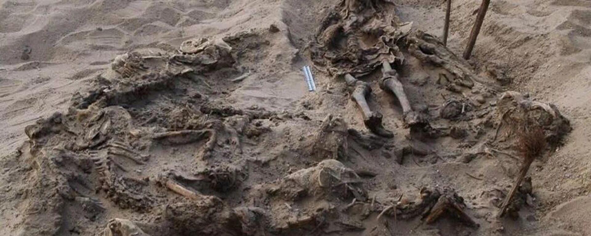 Arkeologların Mısır’da, başkent Kahire’nin güneyinde yer alan Fayyum Vahası nekropolündeki kazılarda 142 köpekle birlikte gömülmüş bir çocuk mezarı buldukları açıklandı. - Sputnik Türkiye, 1920, 18.01.2023
