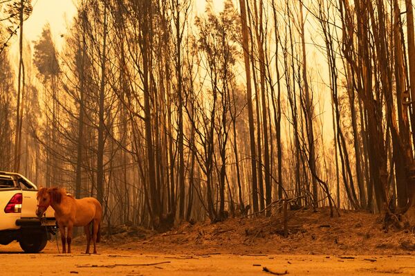 Şili'nin orta ve güney kesimlerinde devam eden orman yangınlarında hayatını kaybedenlerin sayısı 22'ye ulaştı. - Sputnik Türkiye