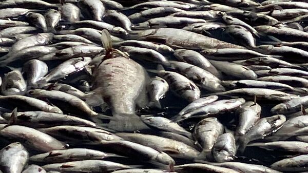 Avustralya'nın Yeni Güney Galler eyaletindeki Darling Nehri'nde yüz binlerce ölü balık bulundu. - Sputnik Türkiye