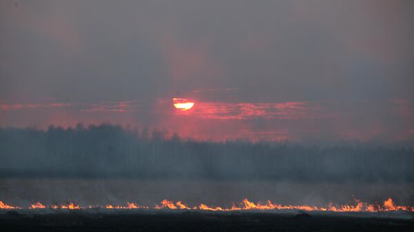 Rusya'da orman yangını - Sputnik Türkiye