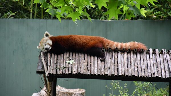 Bursa Hayvanat Bahçesindeki dişi kızıl pandanın neslinin devamı için Macaristan'dan getirilen erkek kızıl panda yuvasına bırakıldı. - Sputnik Türkiye