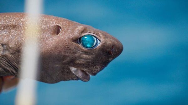 ‘ışık saçan’ köpek balığı - Sputnik Türkiye
