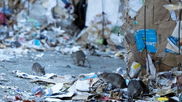 Fransa'nın başkenti Paris'te fareler kol gezerken Belediye Başkanı Anne Hidalgo'dan 'bir arada barışçıl bir yaşam' için komite kurma önerisi geldi.  - Sputnik Türkiye
