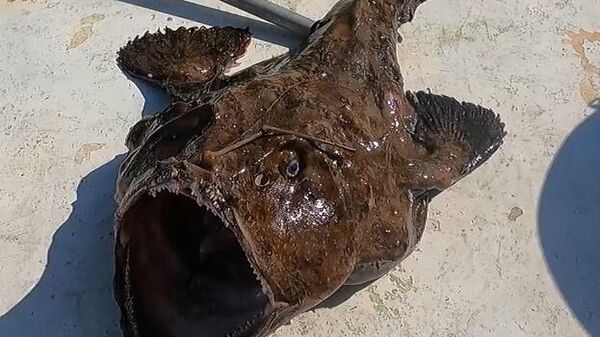 Çanakkale'de balık avlamak için Saros Körfezi'ne açılan balıkçı İlker Özdemir, yaklaşık 1,5 metre boyunda, 50 kilogram ağırlığında devasa boyutta fener balığı yakaladı. Balıkçı Özdemir, balığı güçlükle tekneye alabildi. İlker Özdemir, Kuzey Ege'de bu balığın bu boyda, bu ağırlıkta yakalanan ilk fener balığı olduğunu söyledi. - Sputnik Türkiye