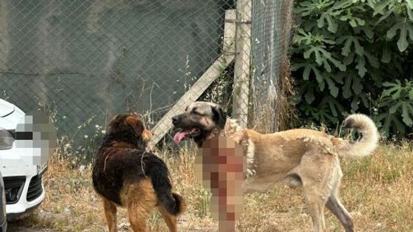 Ataşehir’de köpeğin saldırdığı kadın ağır yaralandı: Sahibi tutuklandı - Sputnik Türkiye