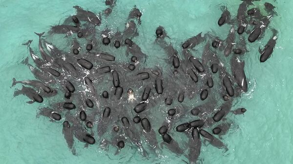 Avustralya'nın batısında 97 pilot balina kıyıya vurdu. Balinalardan 52'si hayatını kaybederken, 45'ini kurtarmak için gönüllülerin seferber olduğu bildirildi.  - Sputnik Türkiye