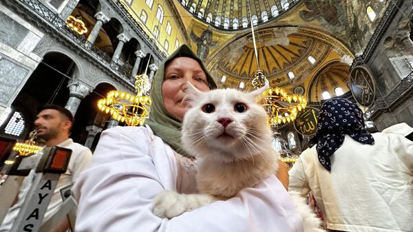 Ayasofya'nın yeni kedisi Seymen - Sputnik Türkiye