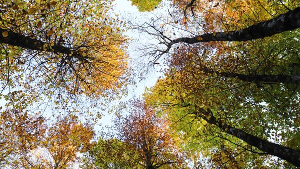 Kahramanmaraş'ın Andırın ilçesindeki yaylalar, sonbaharın renklerini yansıtıyor. - Sputnik Türkiye