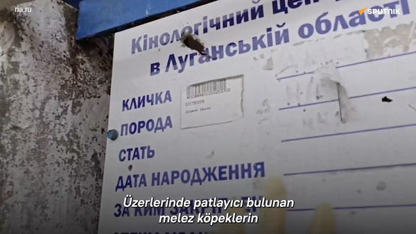 Lugansk istihbaratı: NATO eğitmenleri Ukrayna'da görev yapacak ‘canlı bomba’ köpekleri yetiştiriyordu - Sputnik Türkiye