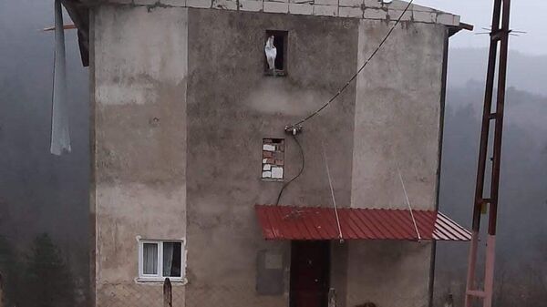 Kastamonu'nun Cide ilçesinde etkili olan fırtına sebebiyle iki binanın çatısı uçtu - Sputnik Türkiye