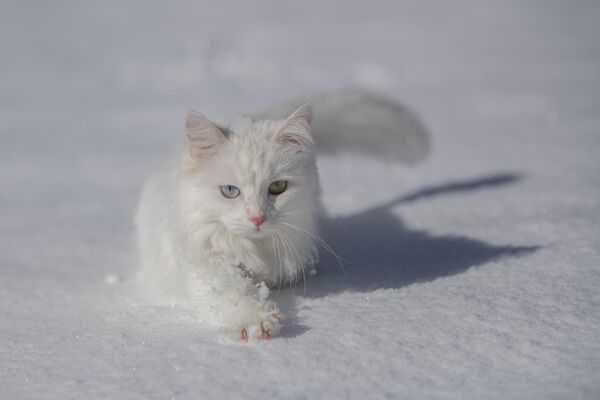 Van Kedileri, beyaz örtü üzerinde dolaşarak karın tadını çıkardı - Sputnik Türkiye
