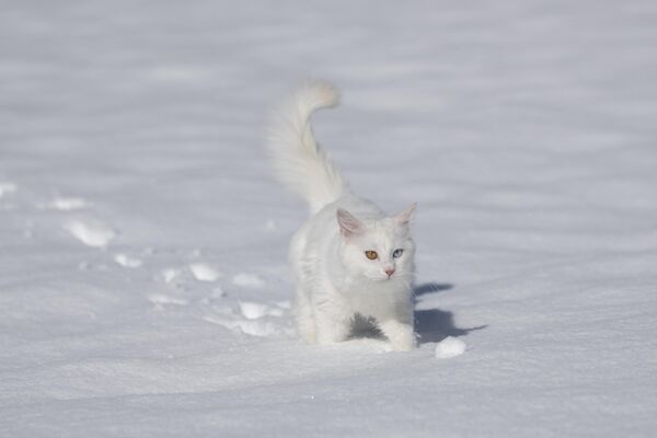 Van Kedileri, beyaz örtü üzerinde dolaşarak karın tadını çıkardı - Sputnik Türkiye