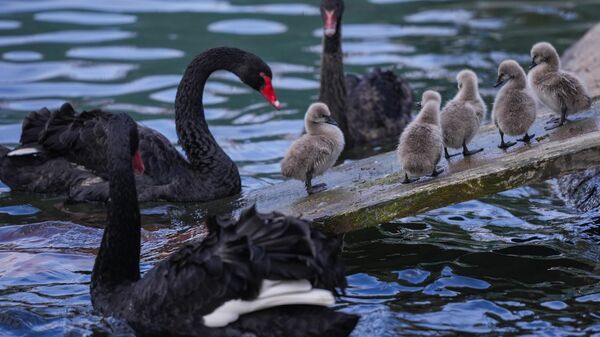 Ankara'nın simge yerlerinden olan Kuğulu Park'ta dünyaya gelen 5 siyah kuğu yavrusu, ziyaretçilerin ilgi odağı oldu. Siyah bir kuğu, yavru kuğulara bakarken görüntülendi.  - Sputnik Türkiye