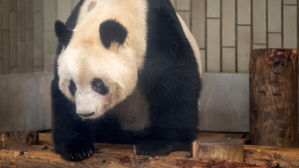 Japonya'nın en yaşlı pandası Tan Tan yaşamını yitirdi - Sputnik Türkiye