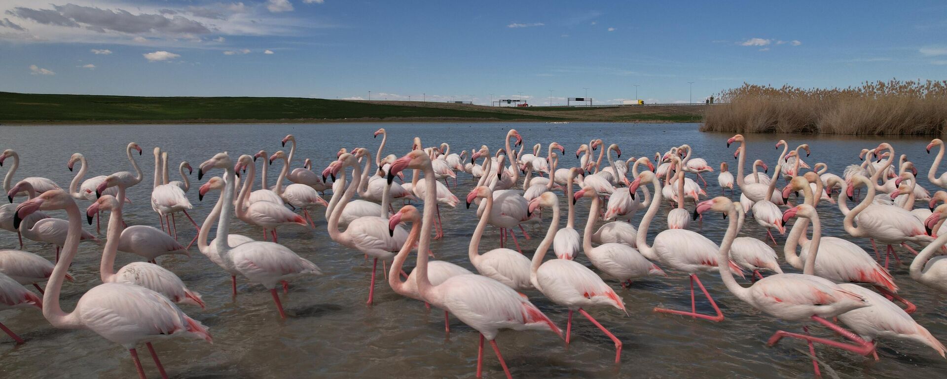 Ankara'nın Gölbaşı ilçesindeki göletler göç yolculuğundaki flamingolara ev sahipliği yaptı.    - Sputnik Türkiye, 1920, 07.04.2024