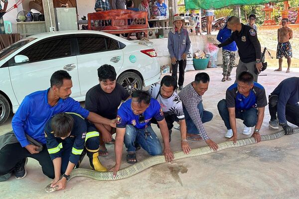 Tayland'da bir evin garajındaki otomobilin kaputunda, dünyanın en zehirli yılan türlerinden olarak bilinen 16 kilogram ağırlığında `kral kobra` bulundu.
 - Sputnik Türkiye