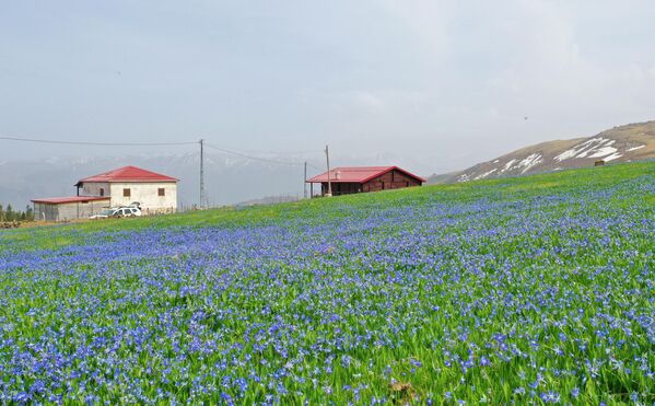 Yok olma tehlikesiyle karşı karşıya bulunan ince uzun yapraklı mavi yıldız çiçeği, Uluslararası Bern Sözleşmesi gereği Türkiye&#x27;nin korumakla yükümlü olduğu bitkiler arasında yer alıyor. - Sputnik Türkiye