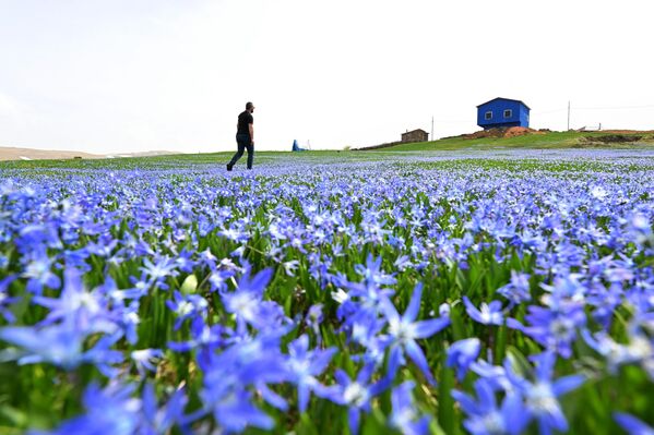 Her yıl nisanda &#x27;mavi zakkum&#x27; olarak da isimlendirilen &#x27;mavi yıldız&#x27; çiçeklerinin açmasıyla doğa adeta maviye bürünüyor. - Sputnik Türkiye