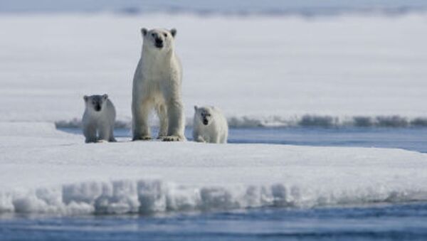 Bir kutup ayısı ailesi - Sputnik Türkiye