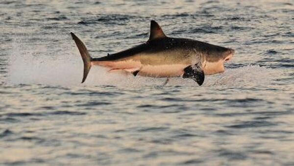 Güney Afrika'daki False Koyu'nun sularında büyük beyaz köpekbalığı - Sputnik Türkiye
