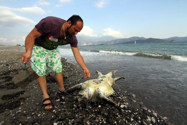 Parke taşı bağlanan deniz kaplumbağası - Sputnik Türkiye