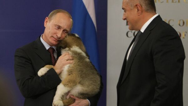 Bulgarian Prime Minister Boyko Borissov presents puppy to Russian Prime Minister Vladimir Putin - Sputnik Türkiye