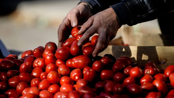 Rusya'da tarım fuarı - domates - Sputnik Türkiye