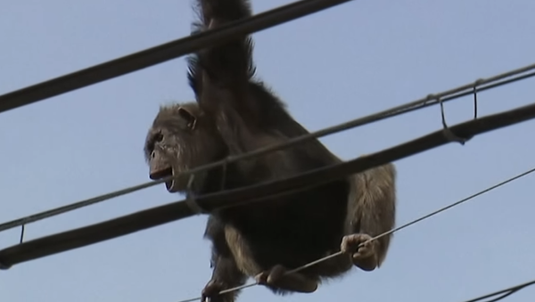 Japonya’da bir hayvanat bahçesinden kaçan bir şempanzeyi yakalama çalışmaları ‘tırnak yetirten’ görüntülere sahne oldu. - Sputnik Türkiye