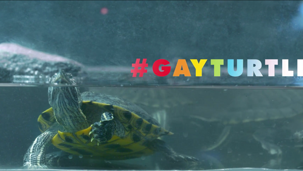 Uluslararası Af Örgütü/Gay Turtle - Sputnik Türkiye