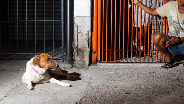 Rio de Janeiro kentinde Romerito adlı bir köpek, nisan ayı başında hayatını kaybeden sahibi Guilherme'yi bir ay boyunca evin koridorunda hiç ara vermeden bekledi. - Sputnik Türkiye
