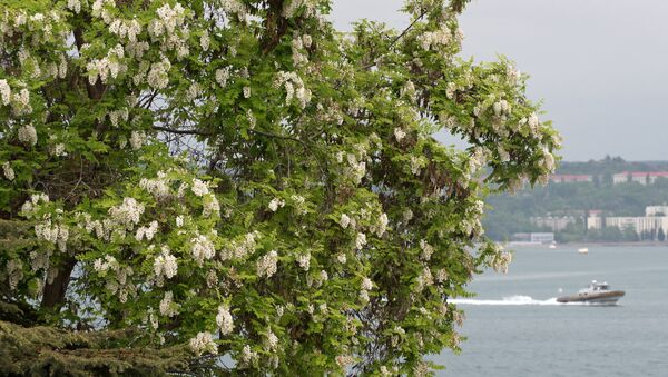 Kırım’ın başkenti Sivastopol’de ‘denize bakan’ bir akasya ağacı. - Sputnik Türkiye