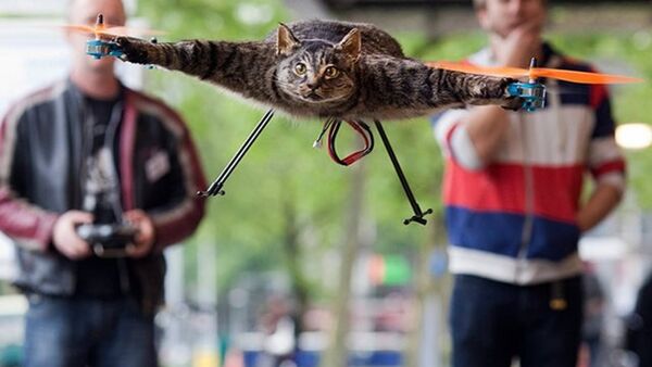 Hollandalı Bart Jansen, ölen kedisini drone haline getirdikten sonra şimdi de ölü bir inekten helikopter üretecek. - Sputnik Türkiye