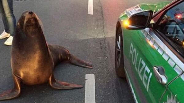 Sea Lion Charly Takes a 'Morning Walk' in German City of Coburg - Sputnik Türkiye