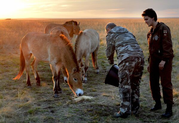 Putin, Orenburg bölgesinde bulunan doğal yaşam parkında Moğol yaban atlarını doğaya saldı. - Sputnik Türkiye