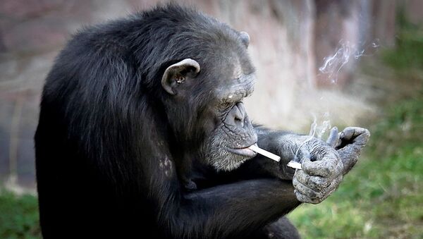 Kuzey Kore’nin başkenti Pyongyang’da açılan bir hayvanat bahçesinde Azalea adlı şempanze, günde bir paket sigara içiyor. - Sputnik Türkiye