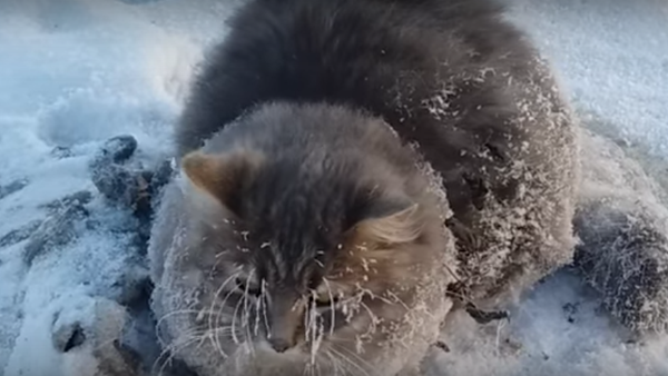 Rusya’da dondurucu soğuklukta ısınmak için bir aracın altına giren bir kedinin patileri yere yapıştı. Rus bir çift, uzun uğraşlar sonucunda -35 derece havada donmaktan kurtardı. - Sputnik Türkiye