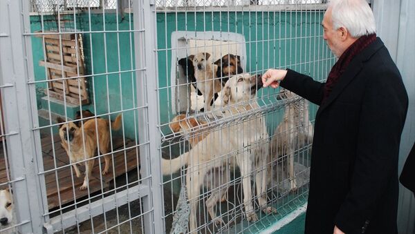 Kütahya Belediye Başkanı Kamil Saraçoğlu, Belediye Sokak Hayvanları Bakımevi ve Rehabilitasyon Merkezi’ni ziyaret etti. - Sputnik Türkiye