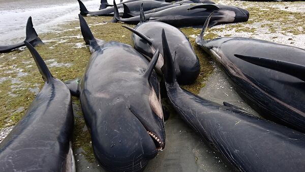 Yeni Zelanda'da balinalar kıyıya oturdu - Sputnik Türkiye