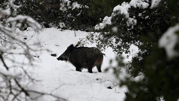 Çekya ormanlarında radyoaktif yaban domuzları bulundu - Sputnik Türkiye