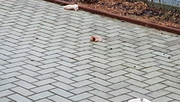 Bremerhaven'de camiye domuz parçaları atıldı - Sputnik Türkiye