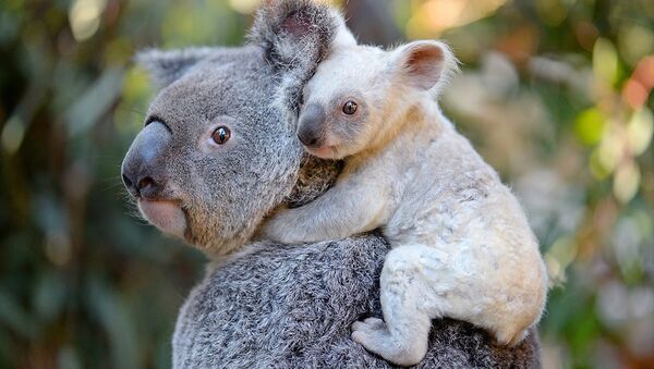 Avustralya'da doğan nadir rastlanan beyaz renkli koala yavrusu - Sputnik Türkiye
