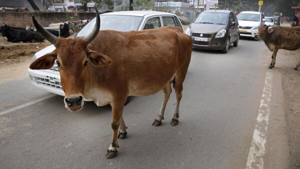Motorists drive past stray cows roam on a road in Allahabad, India - Sputnik Türkiye