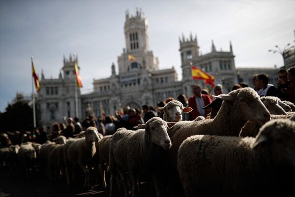 Madrid'de koyunlar şehre indi - Sputnik Türkiye