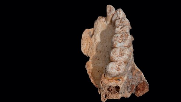 İsrail'deki Misliya mağarasında bulunan ve Afrika dışındaki en eski Homo Sapiens fosili olduğu belirtilen çene ve diş kalıntısı - Sputnik Türkiye