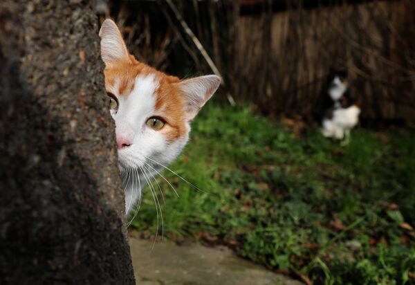 Reuters, İstanbul'un kedilerini fotoğrafladı - Sputnik Türkiye